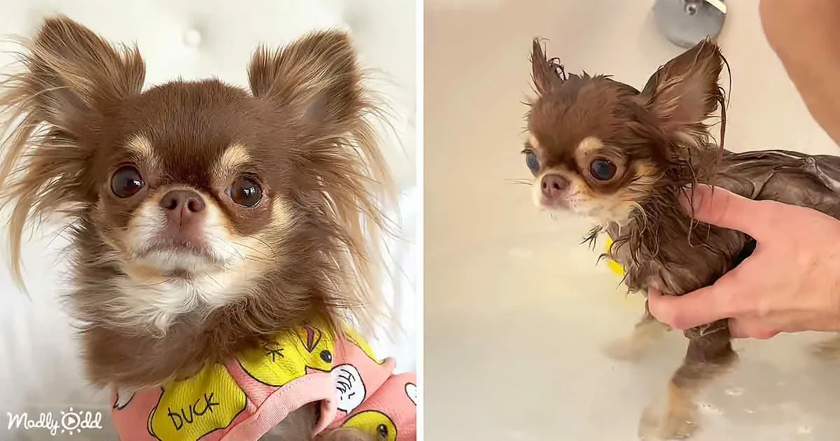 Bathing Beauty: Comical Chihuahua Edition