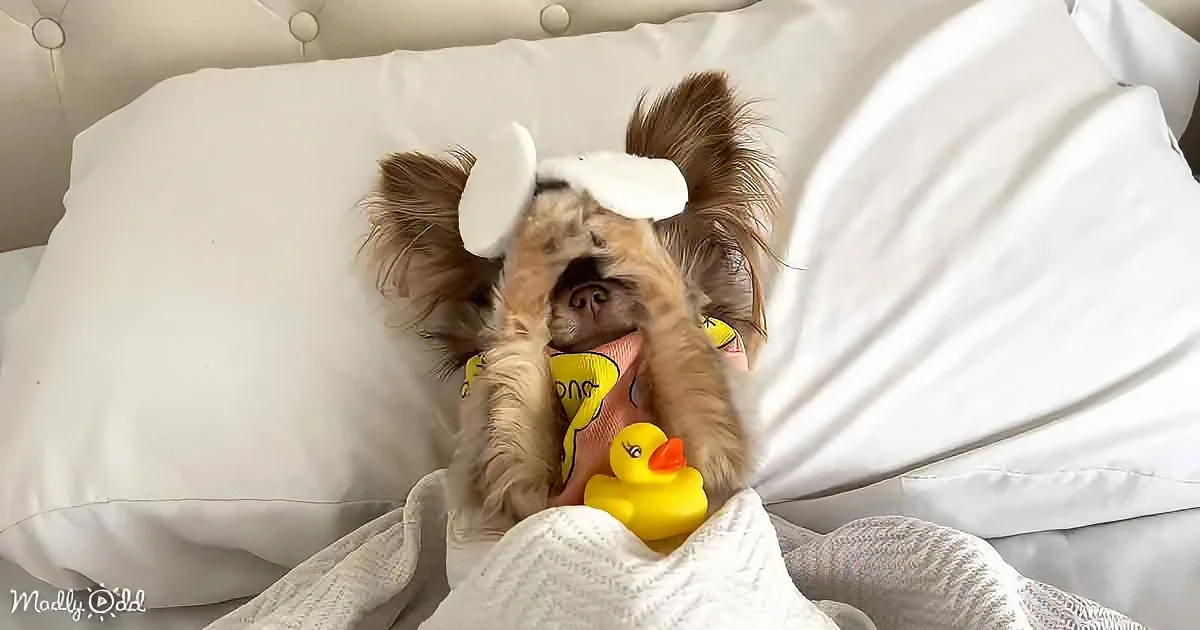 A small dog wearing a white hat and yellow shirt is peeking out from under a blanket on a bed.