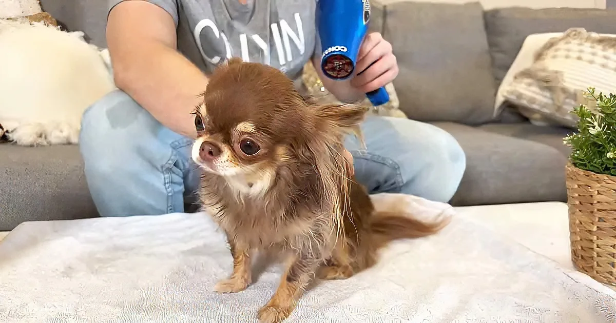 A small dog with wet fur sits on a towel as someone dries it with a blue hairdryer.