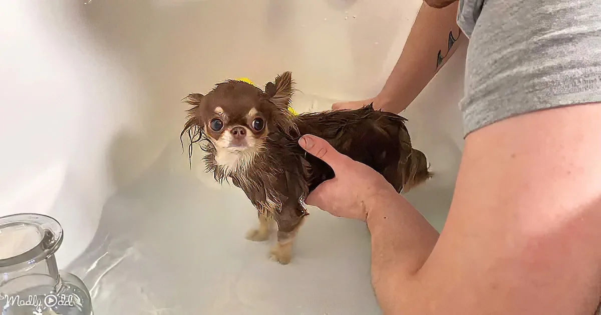 A wet Chihuahua stands in a bathtub, being bathed by a person.
