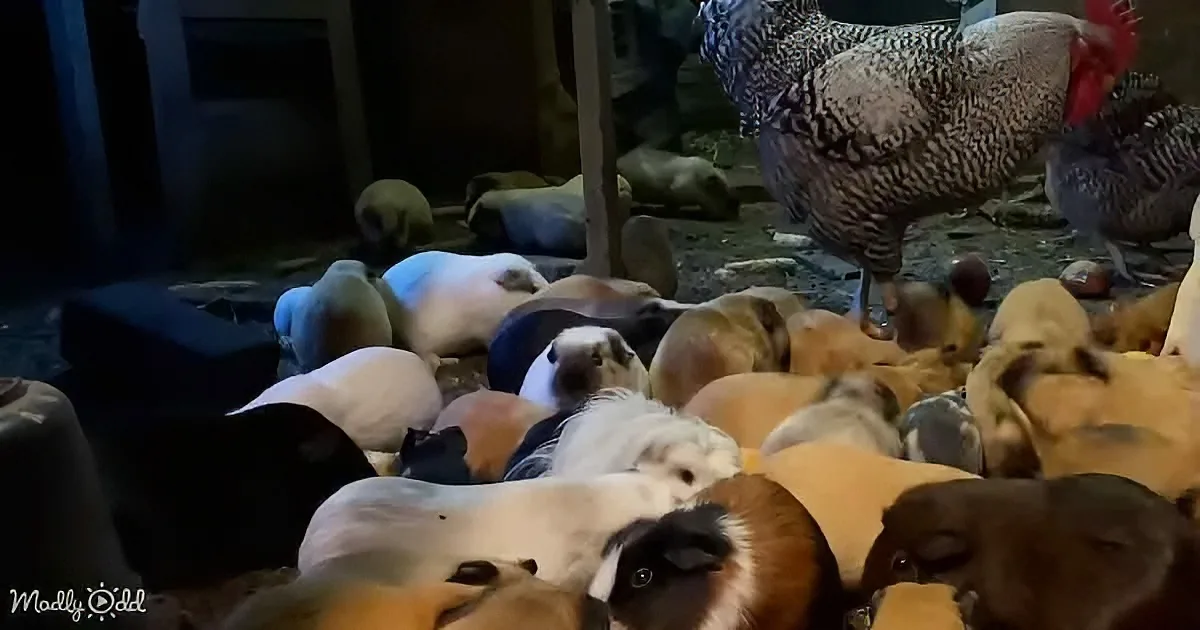 A group of chickens and guinea pigs are gathered together in a barn-like setting.