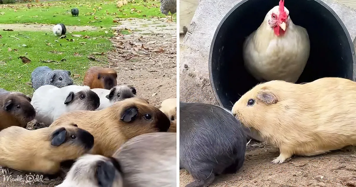 80 Cute Squeaky Piggies and Their Chickens