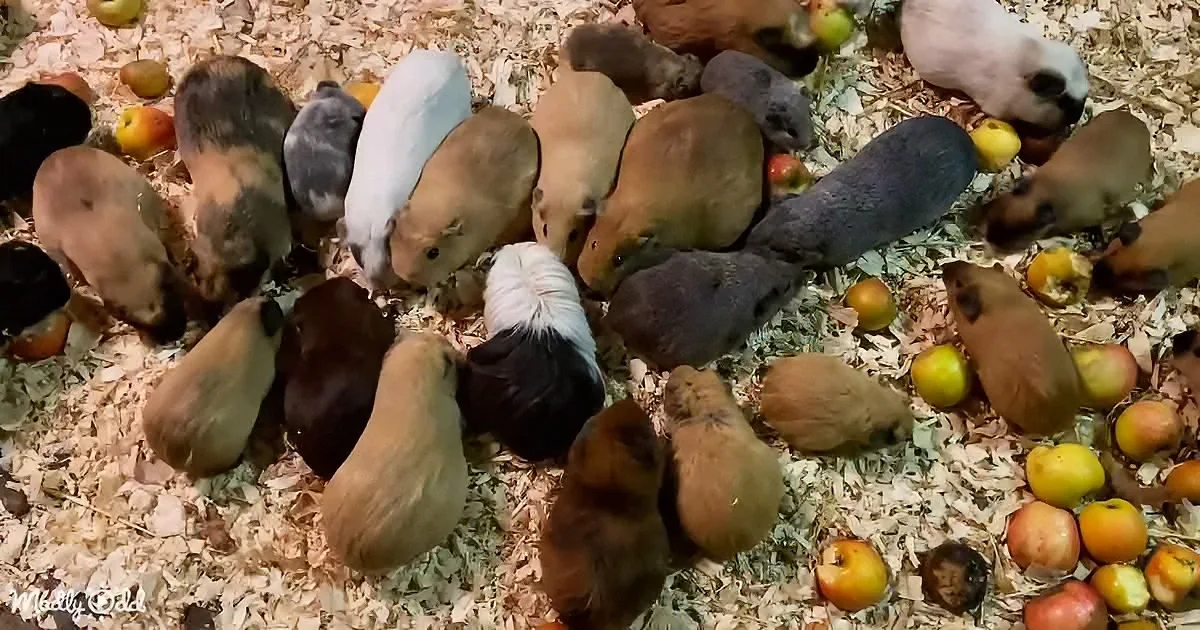 A group of guinea pigs of various colors are gathered on wood shavings, eating apples scattered around.