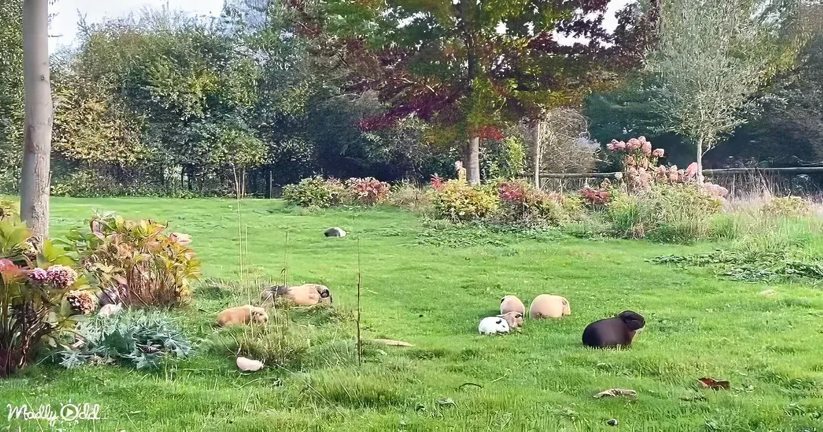 Several guinea pigs are scattered across a grassy lawn in a garden setting.