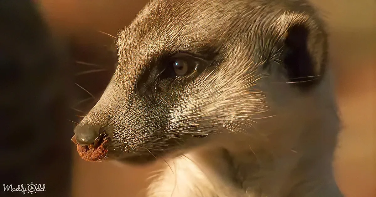 Adorable Baby Meerkat