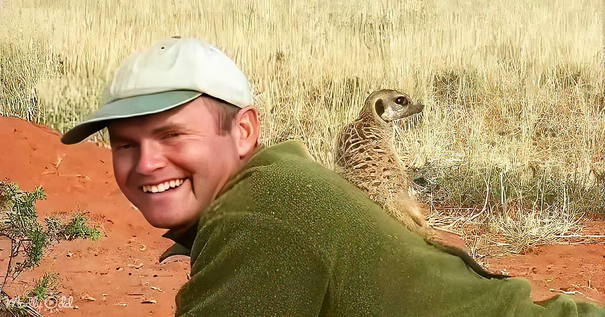 Adorable Baby Meerkat