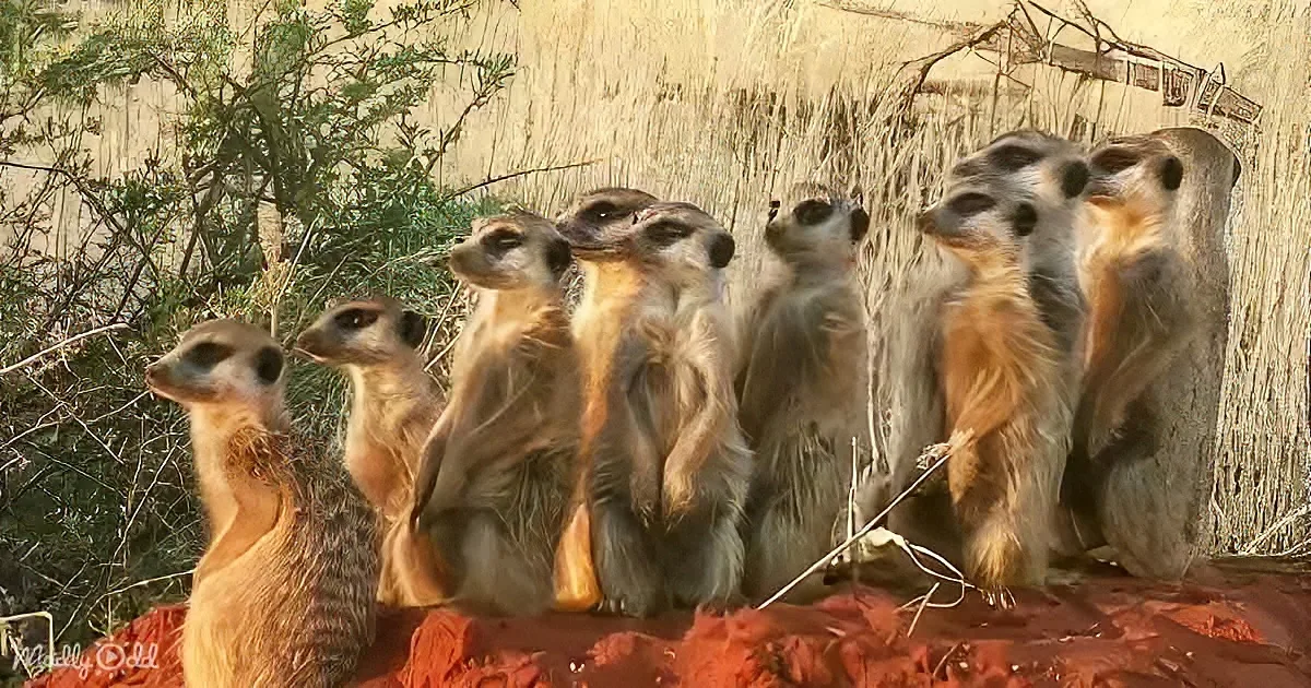Adorable Baby Meerkat