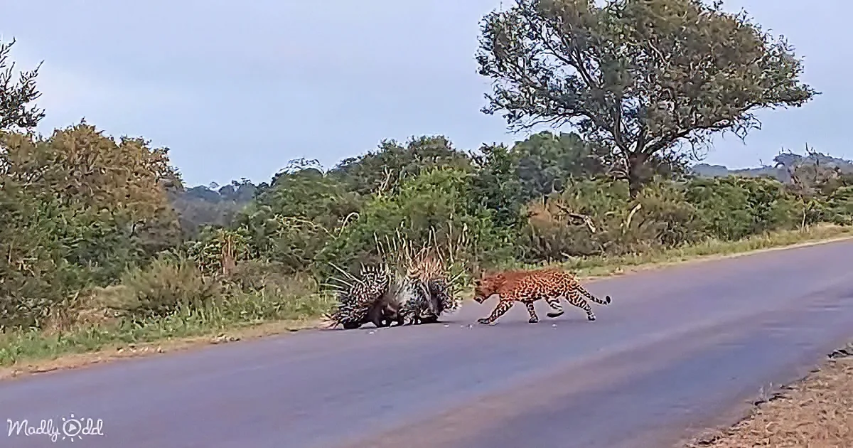 A leopard confronts a porcupine on a road, both facing each other.