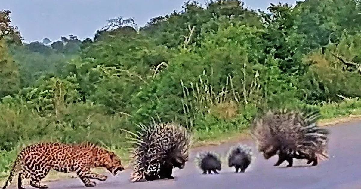 Fierce Parental Love: Porcupine Parents Act Quickly to Protect Babies