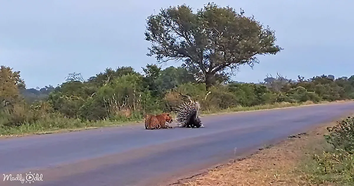 A leopard and a porcupine face off on a road, surrounded by greenery and a lone tree.