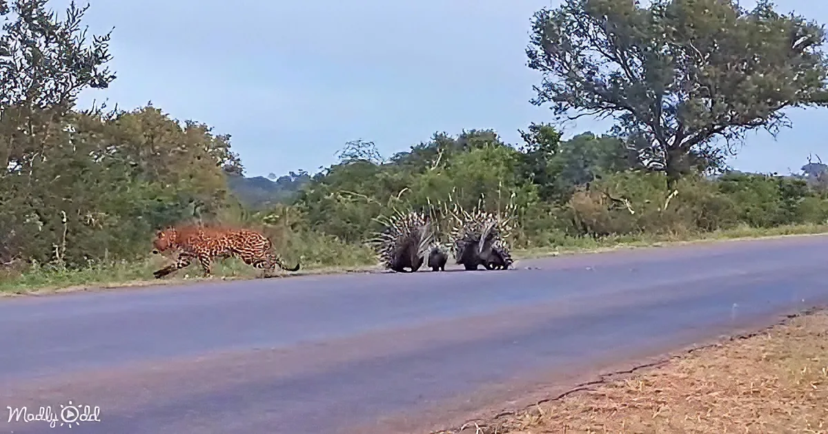 A leopard walks across a road, closely followed by a group of warthogs, with trees and bushes in the background.