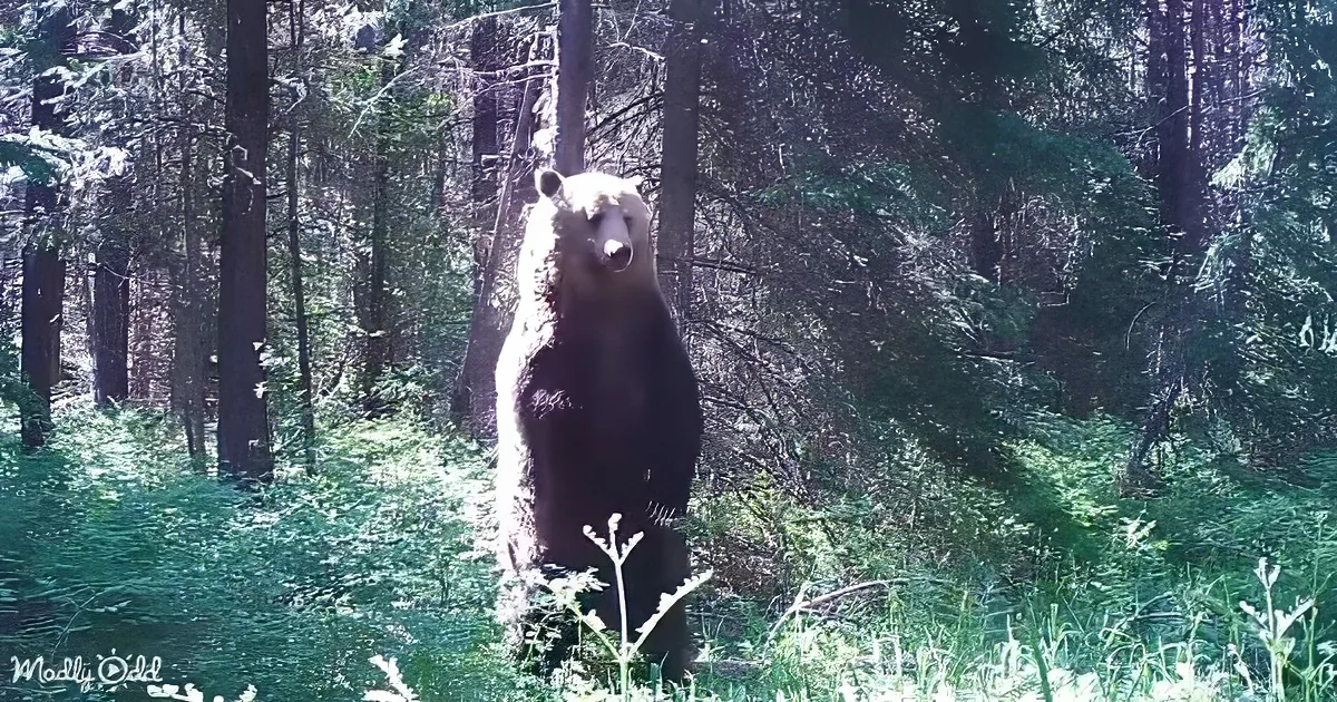 A bear stands upright in a forest, surrounded by tall trees and greenery.