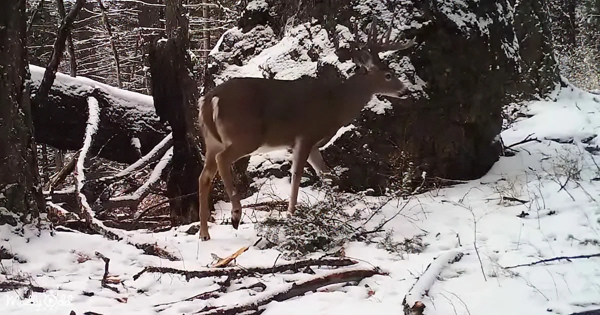 A deer stands in a snowy forest, surrounded by snow-covered trees and branches.