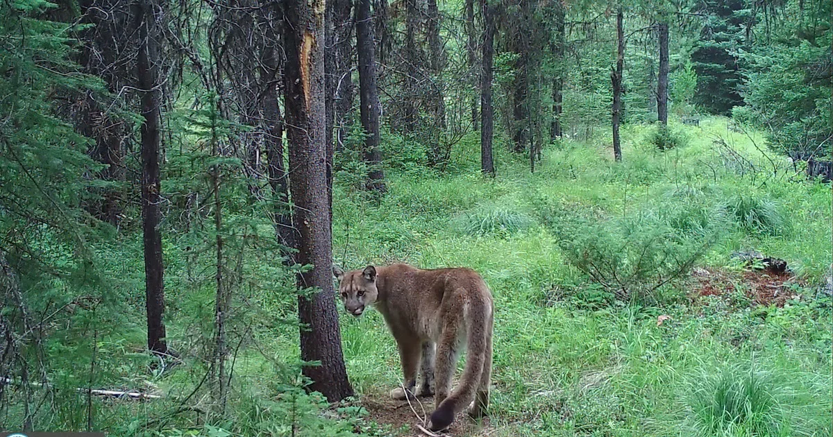 Breathtaking Trail Camera Captures Bears, Lions & More