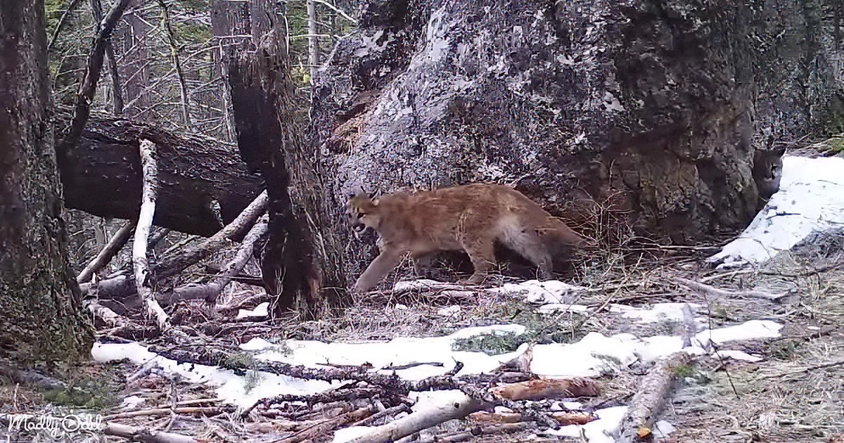 A mountain lion walks through a snowy forest near a large rock and fallen tree.