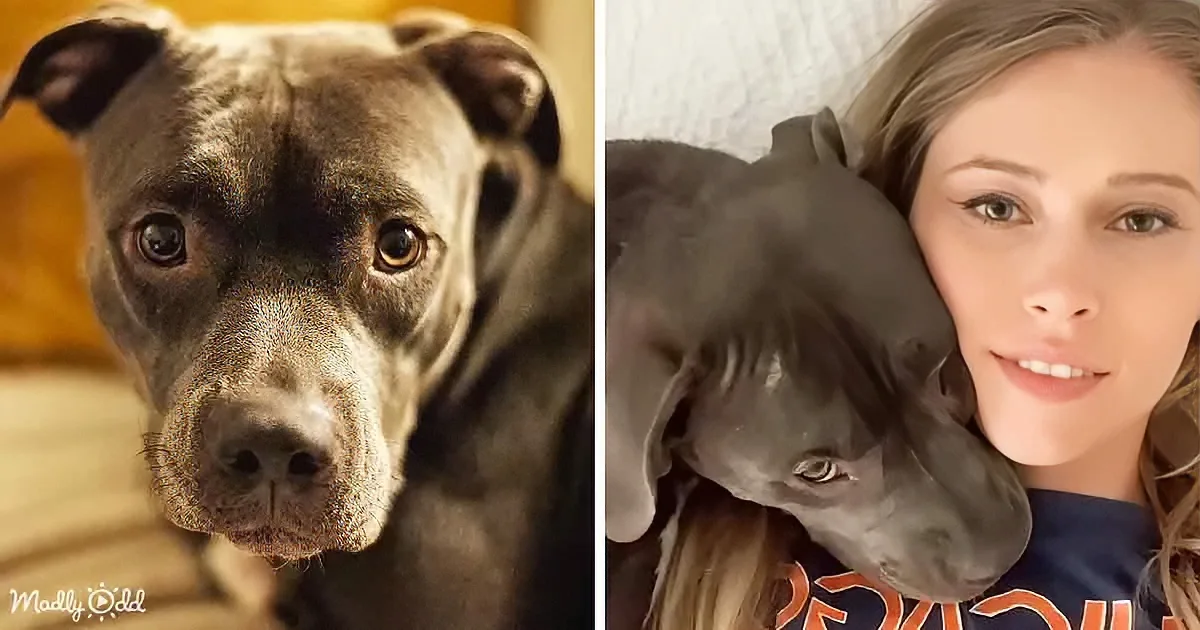 Heartwarming Story: How a Lonely Mama Dog Found Love and a New Home