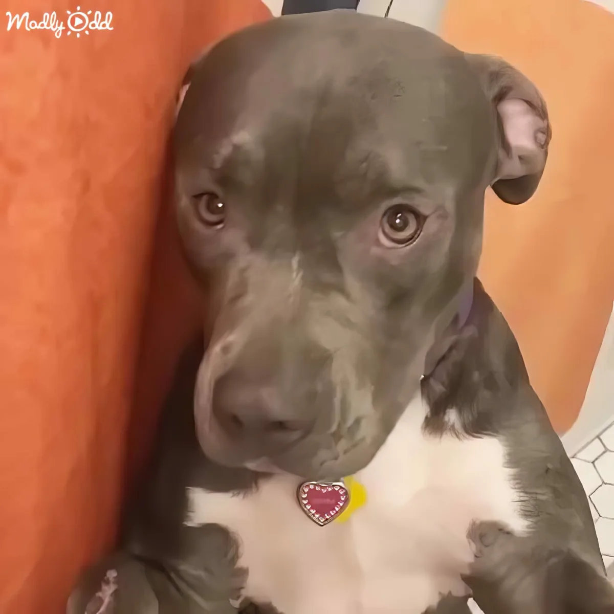 A gray and white dog with a heart-shaped tag sits against an orange wall, looking directly at the camera.
