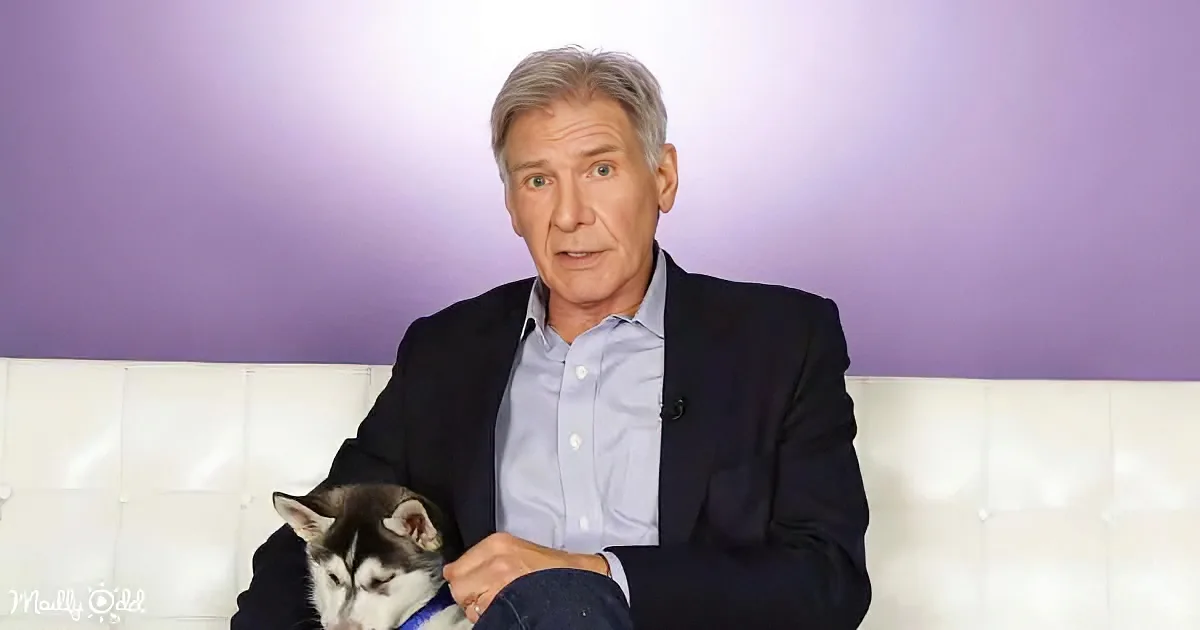 Harrison Ford and Husky