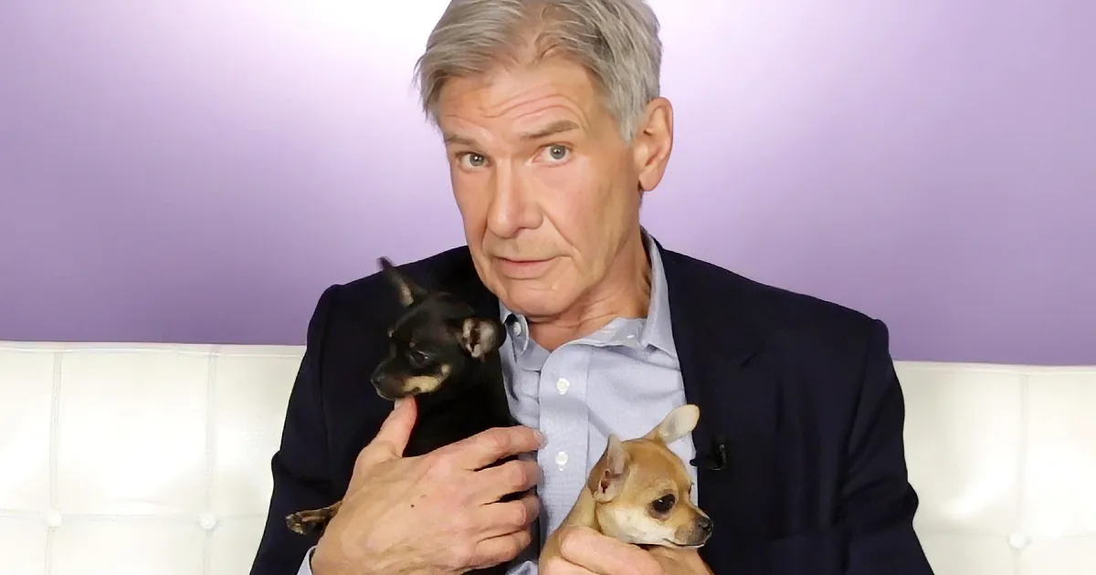 Adorable Husky Steals Harrison Ford's Heart