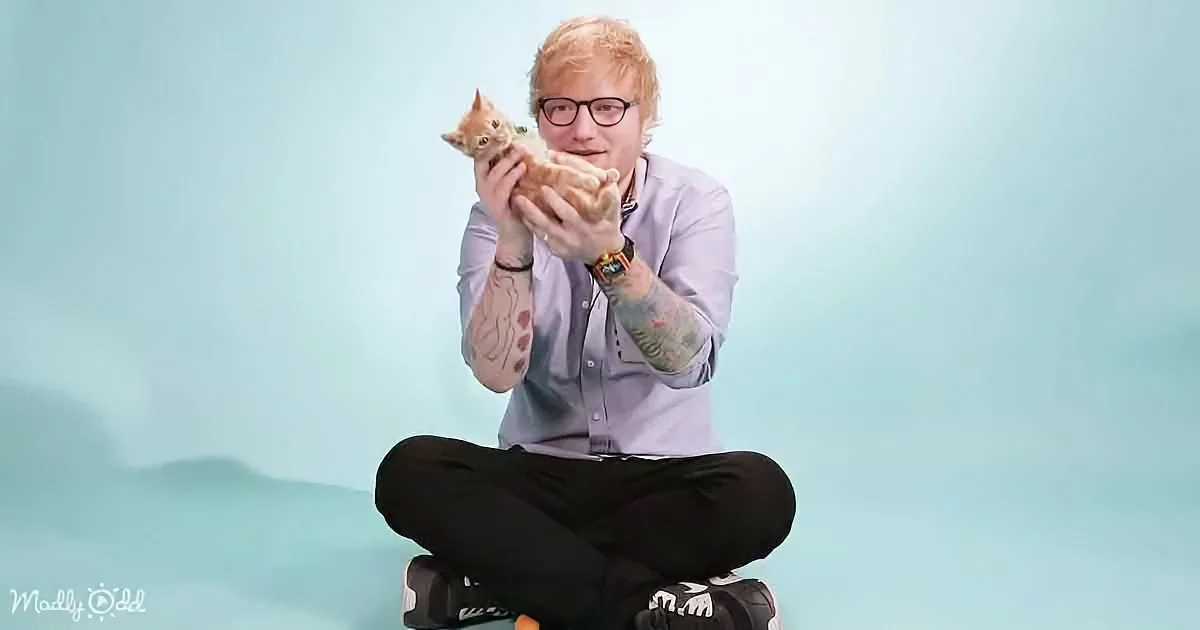 Ed Sheeran and kitten