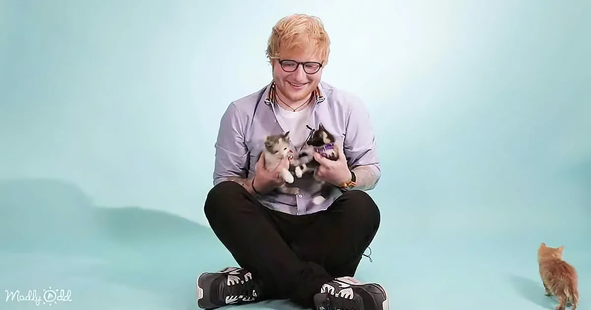 Ed Sheeran and kittens