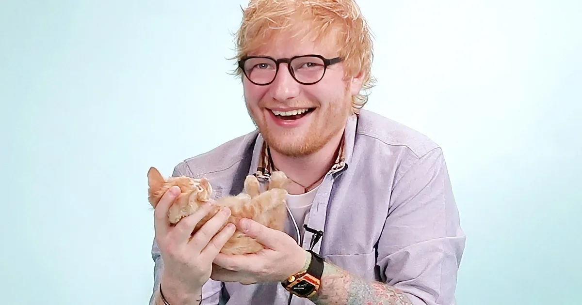 Ed Sheeran Falls in Love With a Little Ginger Kitten That Looks Just Like Him!