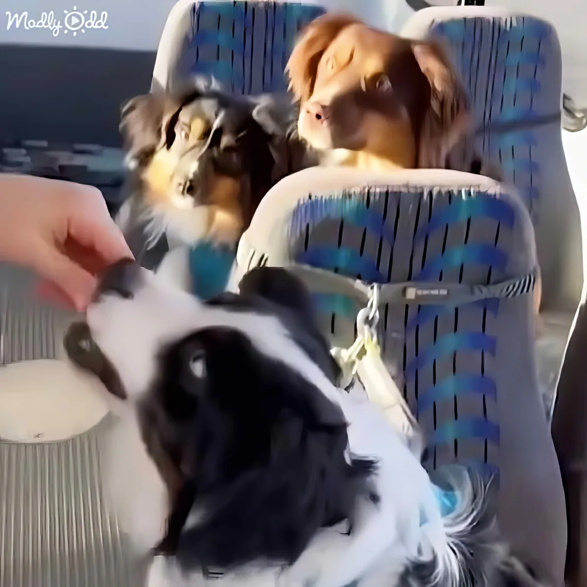 A black-and-white dog sits in a car seat, looking up at a hand offering food.