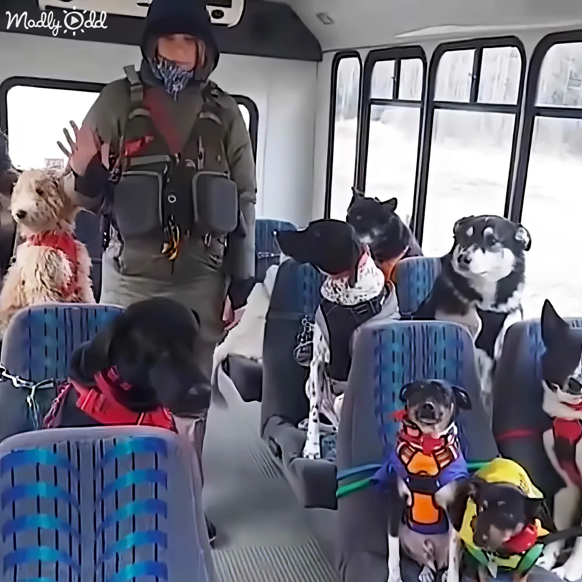 A person stands on a bus with multiple dogs, some wearing colorful outfits, seated on seats.