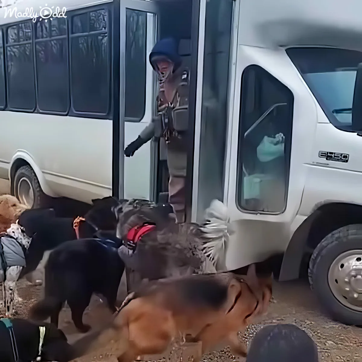 A police officer stands in a van doorway, surrounded by a group of dogs on the ground.
