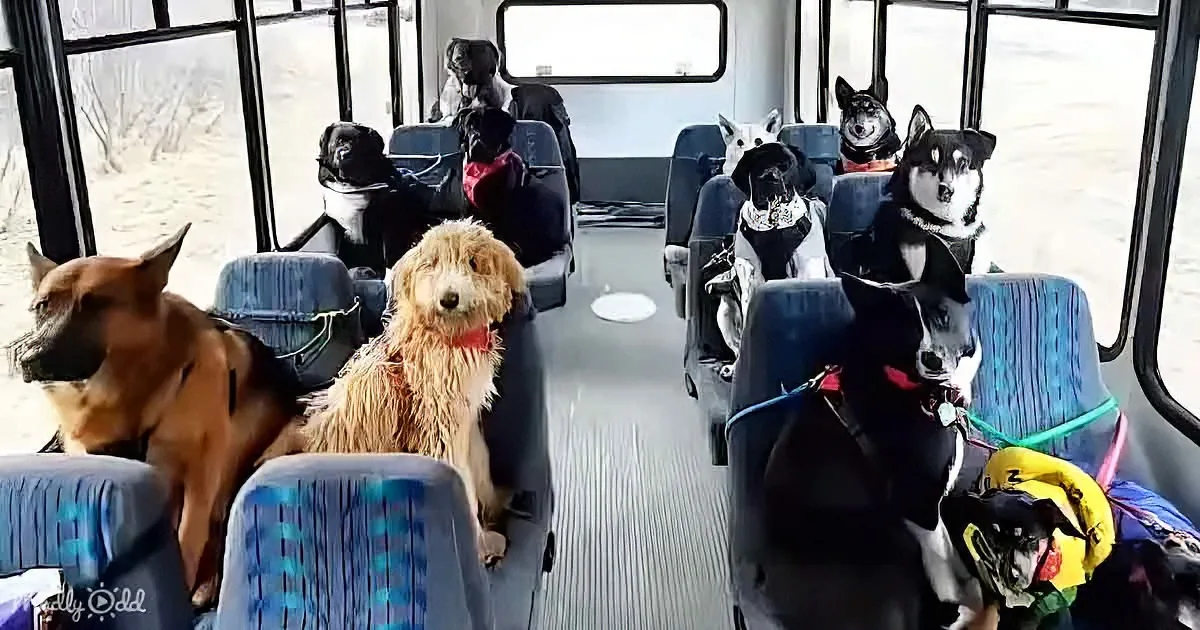 Several dogs are sitting on a bus, some wearing hats, with a mix of breeds and colors.