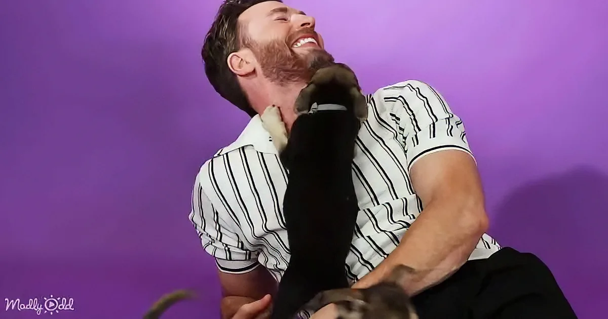 Chris Evans and cute dogs