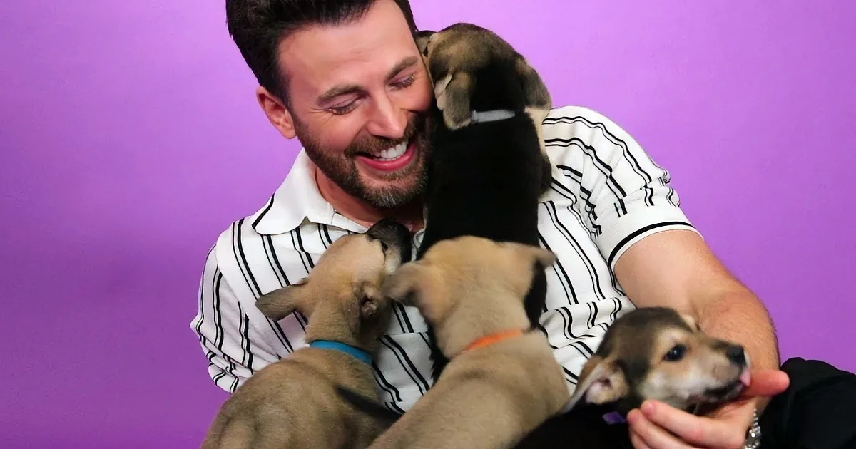 Chris Evans Wins Hearts With His Love for Senior Dogs