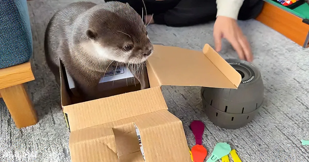 An otter curiously explores a cardboard box on a carpeted floor, surrounded by colorful objects.