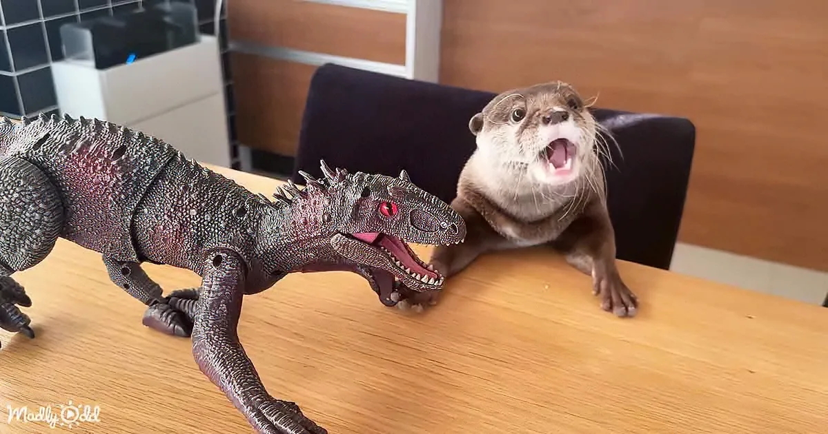 An otter and a dinosaur toy are on a table, both with open mouths, seemingly interacting.