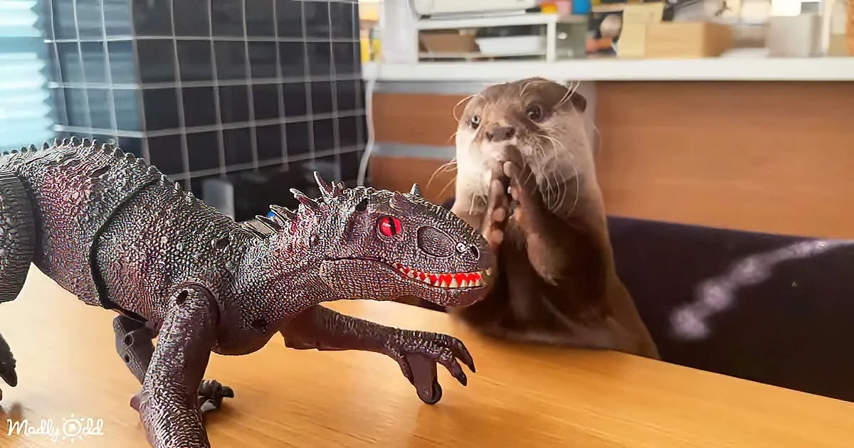 An otter is playfully interacting with a toy dinosaur on a wooden table.