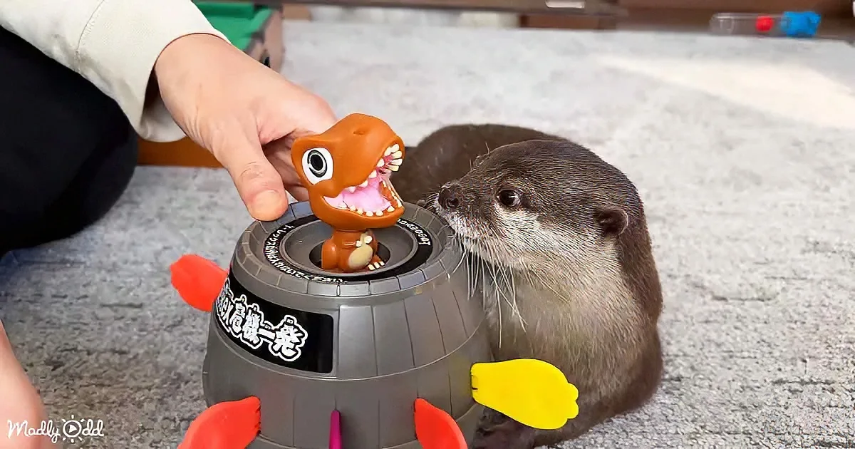An otter sniffs a toy dinosaur on a gray ball with red and yellow appendages.