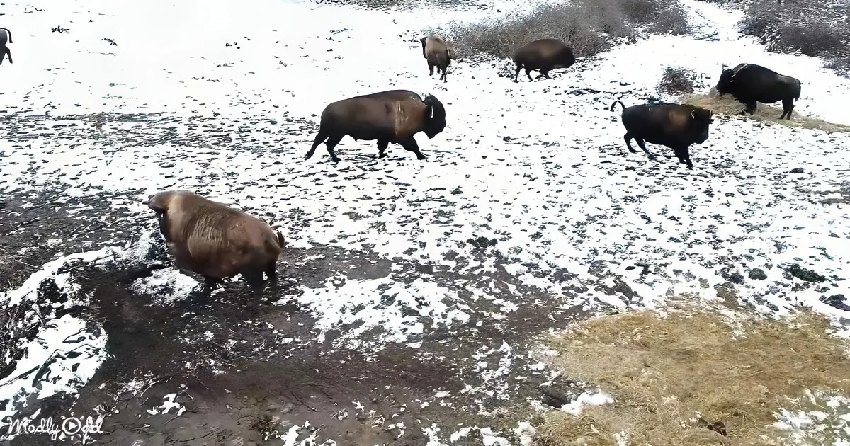 Buffaloes graze on snowy ground with patches of grass and hay.