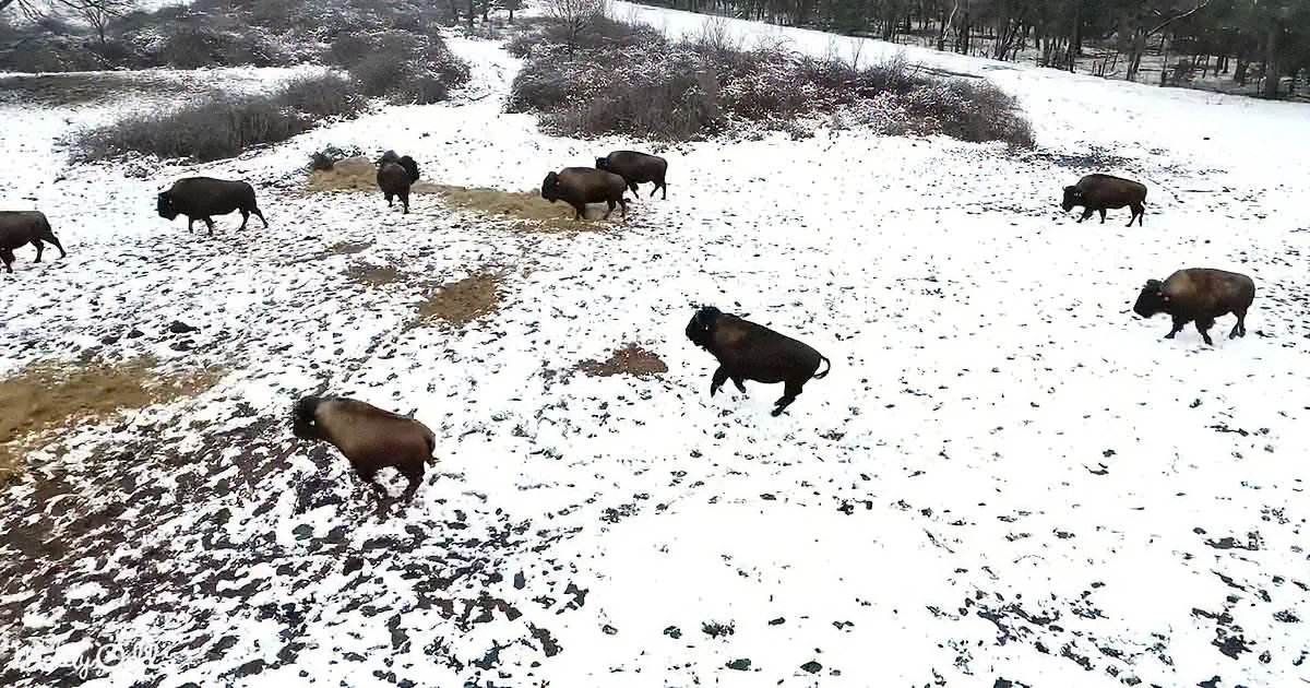 Stunning Drone Footage of Bison Frolicking in the Snow