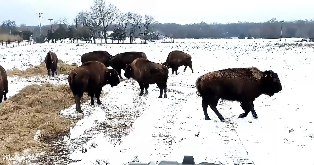 A herd of bison walks through a snowy field near a pile of hay.