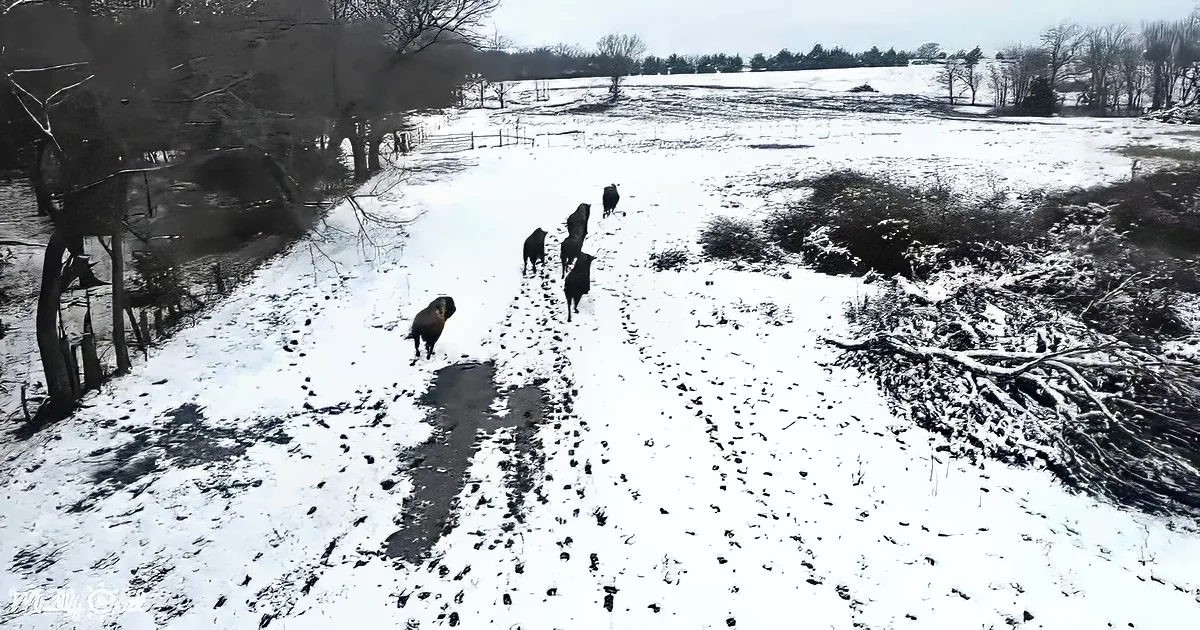 Six dark-colored horses walk in a line across a snowy field, surrounded by bare trees and a fence.