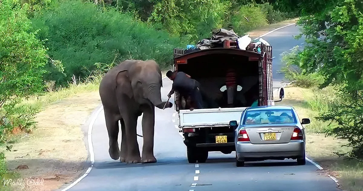An elephant stands on a road, facing a truck with a person inside, surrounded by greenery.