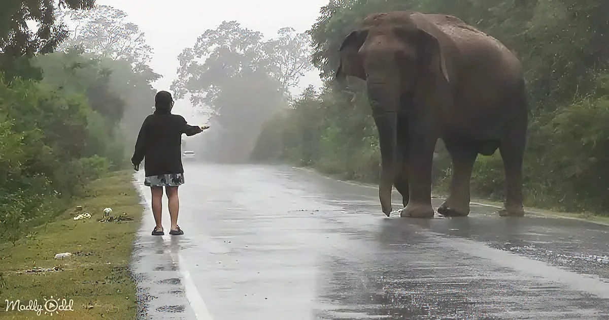 A person in a hoodie stands on a wet road, facing an elephant walking towards them.