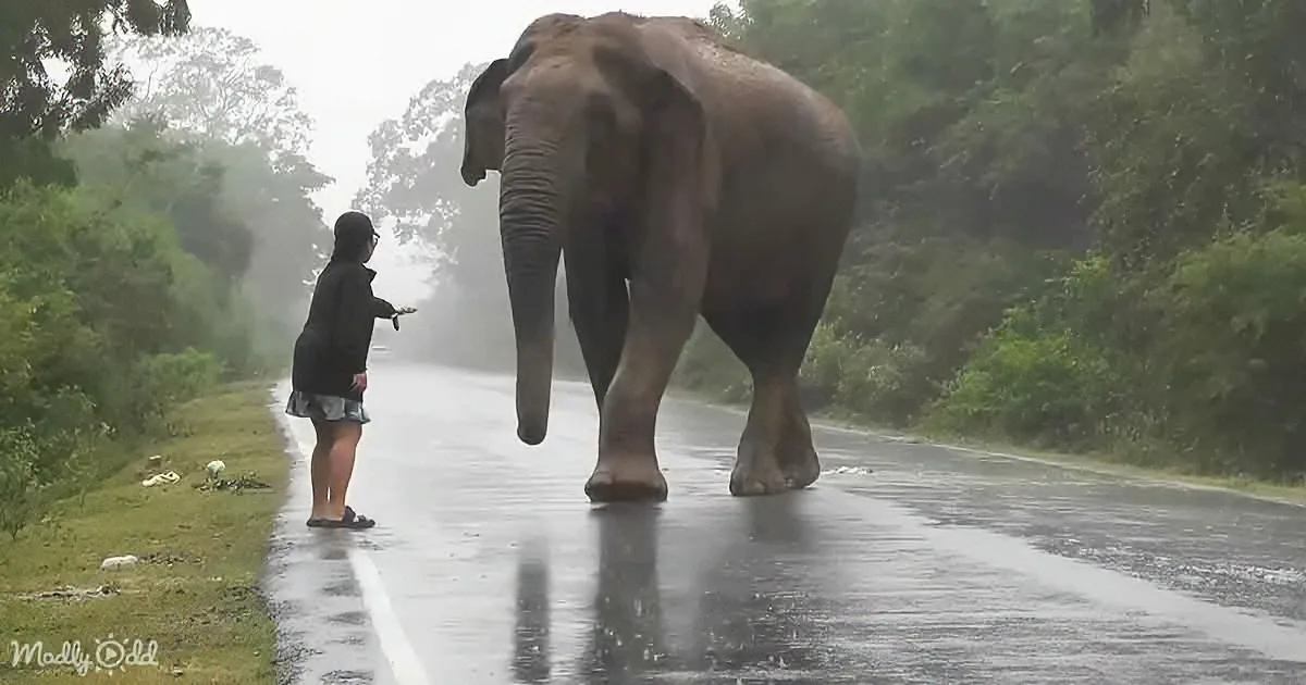 Fearless Woman Calms Rampaging Elephant
