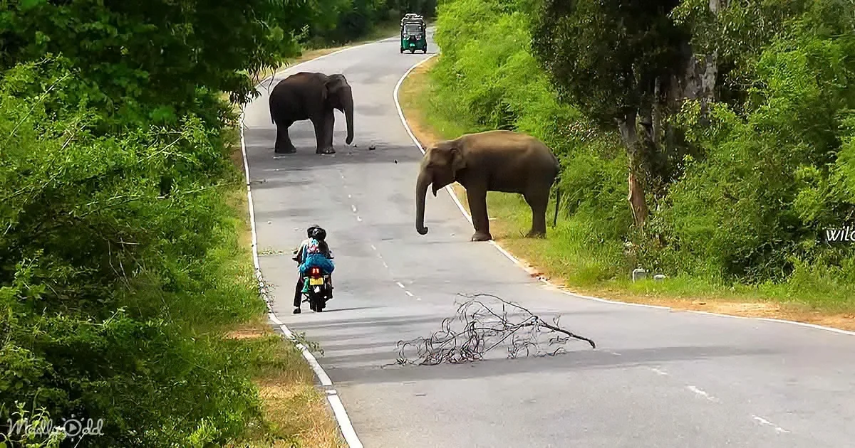 Two elephants cross a road, with a motorcyclist and a tuk-tuk in the background, surrounded by lush greenery.