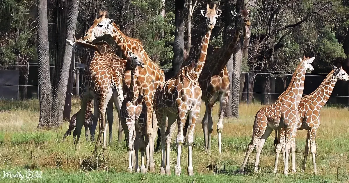 A group of giraffes stands together in a grassy area with trees in the background.