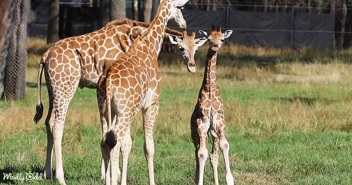 Curious Herd Welcomes Adorable Baby Giraffe With Open Arms