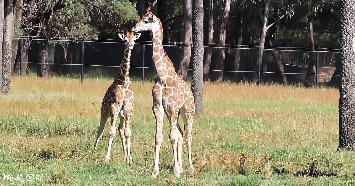 Two giraffes stand close, one slightly taller, in a grassy field with trees and a fence in the background.