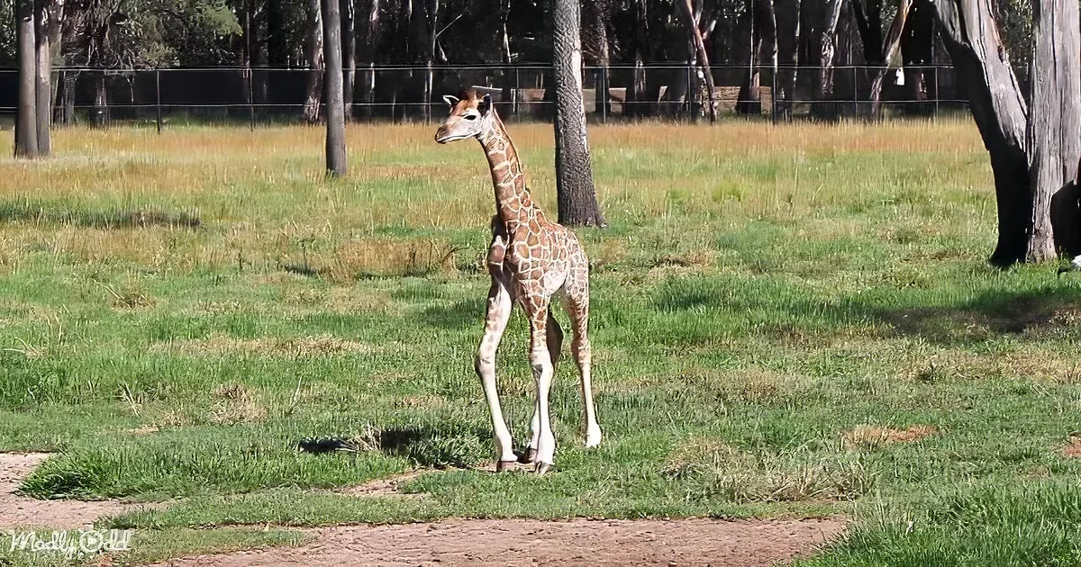 A young giraffe stands on a grassy field with trees and a fence in the background.