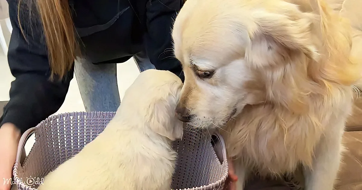 A golden retriever and a puppy interact with a purple basket, with a person in the background.