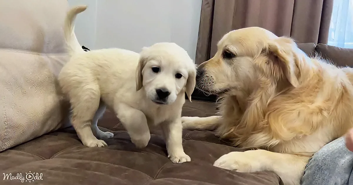 A golden retriever puppy stands on a couch, sniffing an adult dog beside it.